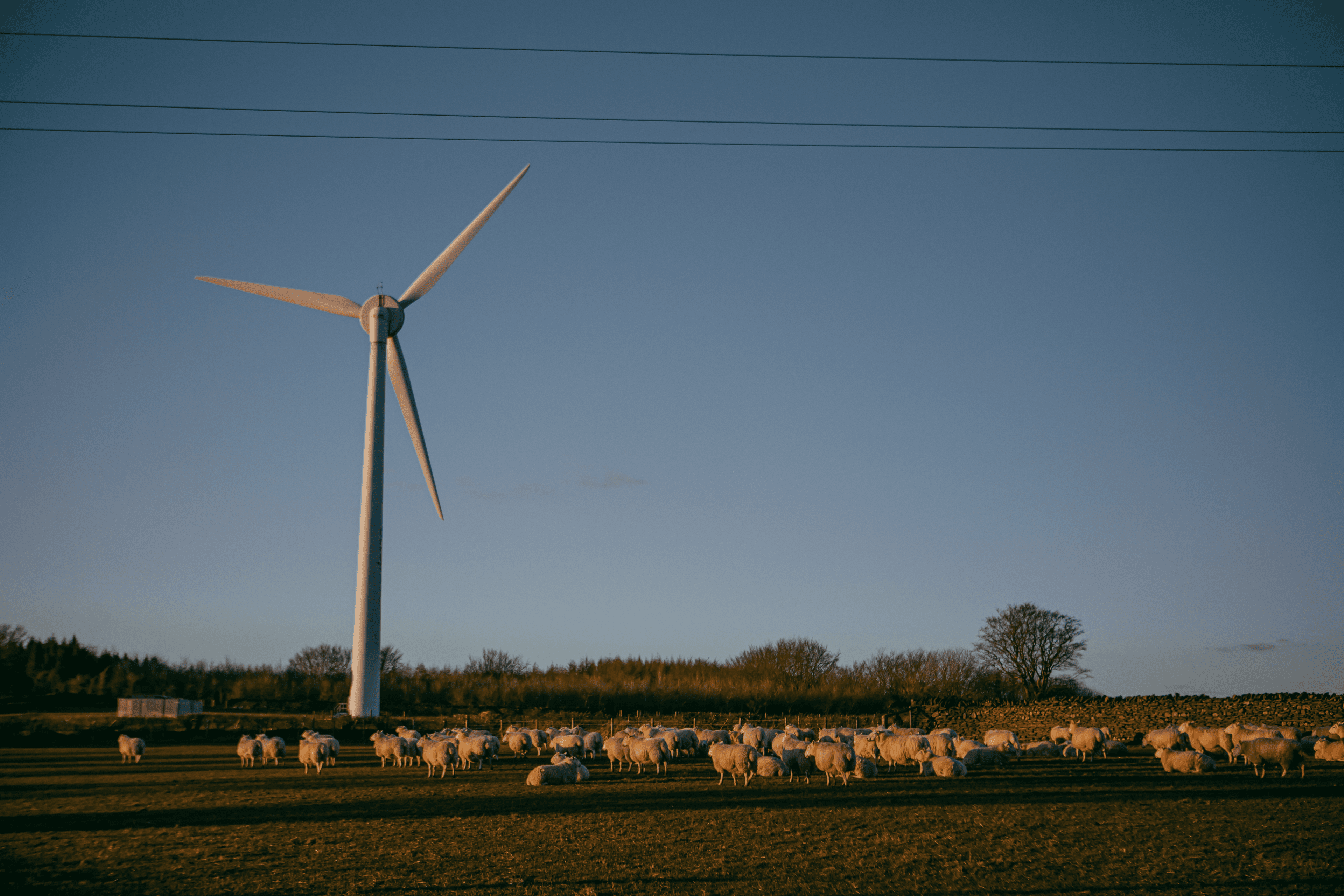 Fan 2 Sheep