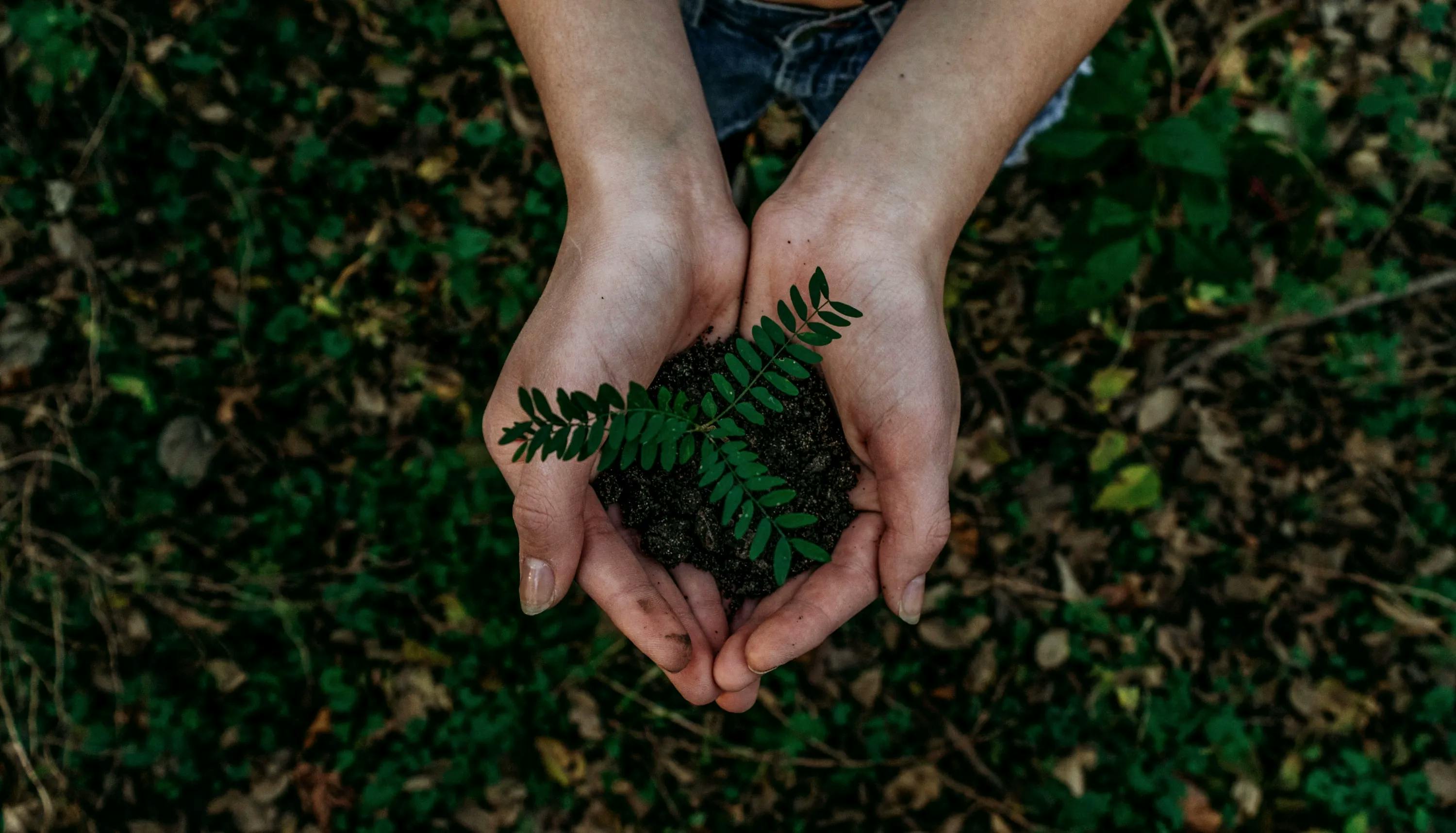 Hands holding a tree sapling over foliage